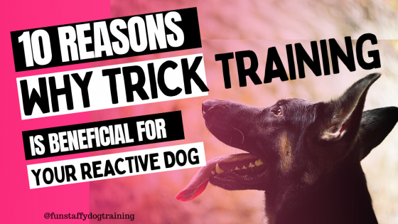 10 Reasons Why Trick Training Is Beneficial For Your Reactive Dog