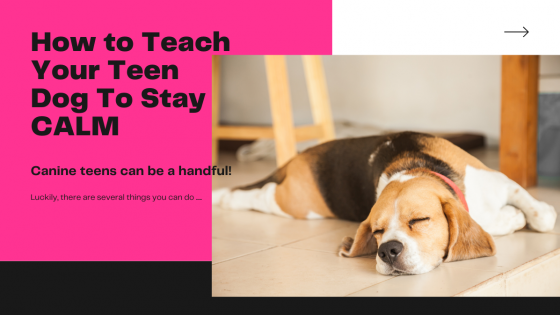 How To Teach Your Teen Dog Calm