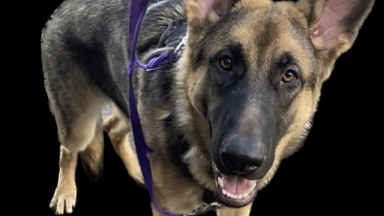 How to Train Your Fearful German Shepherd