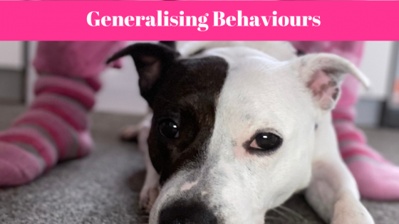 Generalising Behaviours in New Environments