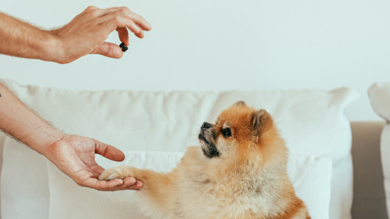 When Can I Stop Treating My Dog?