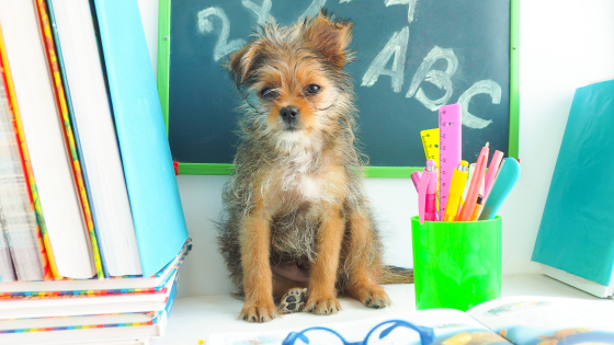 Is your dog Back to School Ready?
