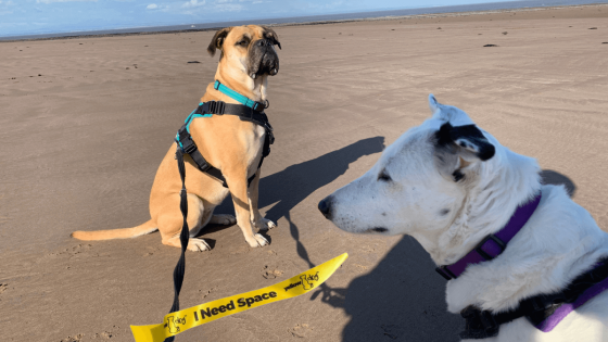 Best Dog Friendly Beaches in North Devon.