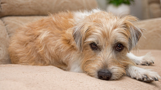 Preparing for the loss of your dog