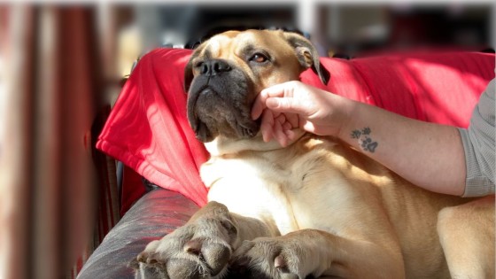 Harmony and Healing: The Power of TTouch for Dogs