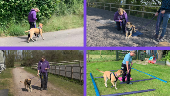 Walking in Balance with Tellington TTouch