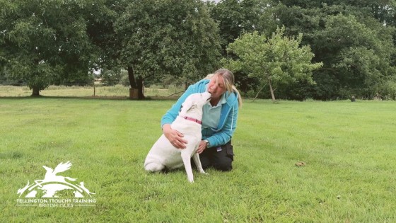 TTouch, PTSD, a Rescue Dog & Me