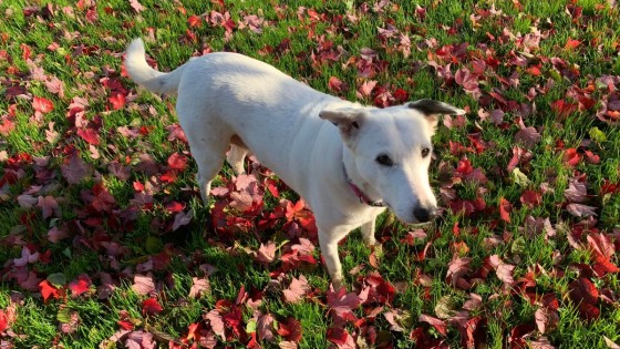 Before We Touch: What Your Dog’s Body Language Is Telling You