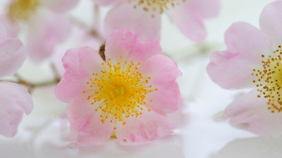 Wild Rose Oil For Sensitive Souls