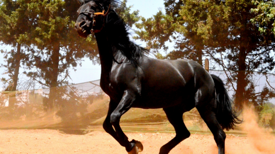 Apprivoiser son violoncelle