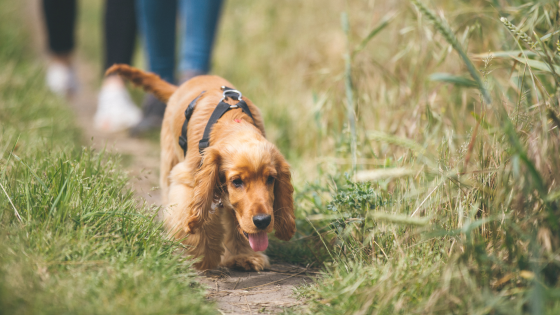 Where to Start When Your Dog Has Multiple Behaviour Challenges