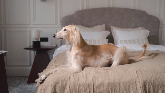 Worried About Your Dog’s Behaviour, Not Sure Where to Start?