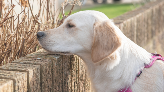 Why the Same Walk Feels Completely Different to Your Dog
