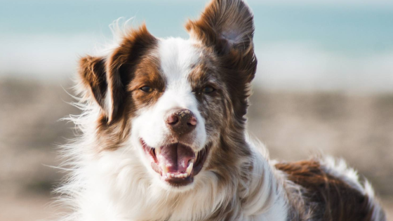 The Stress of Loving a Reactive Dog