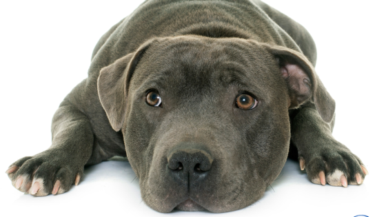 Unlocking the Mystery Behind Resource Guarding: A Case Study with dog 'A'