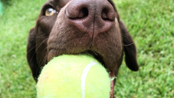 The Fetch Frenzy: The Hidden Costs of a Beloved Game