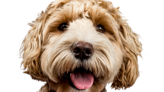 Listening to 'B': A Case Study on Behaviour, Pain, and Partnership