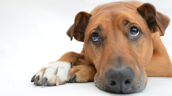 But It Shouldn't Hurt: Understanding Pain in Dogs