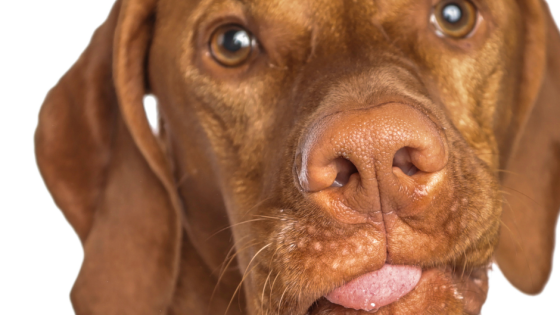 Real Help for Real Walks: Rethinking How We Support Reactive and Sensitive Dogs