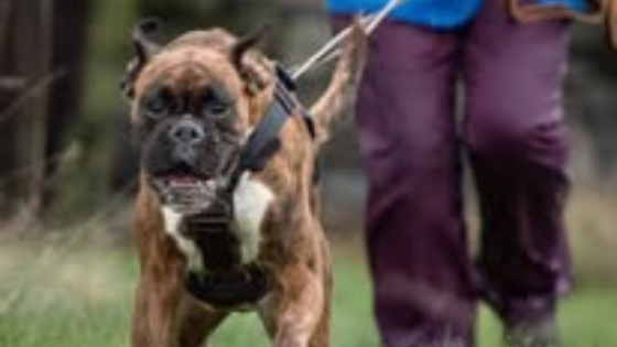 Mantrailing in Keighley | FAQs, Benefits & Getting Started