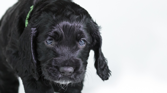 When Should You Start Puppy Training in Keighley?