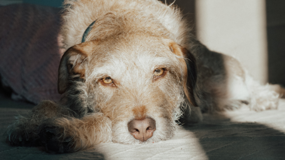 What Newly Rehomed Dogs Really Need In The First Few Weeks