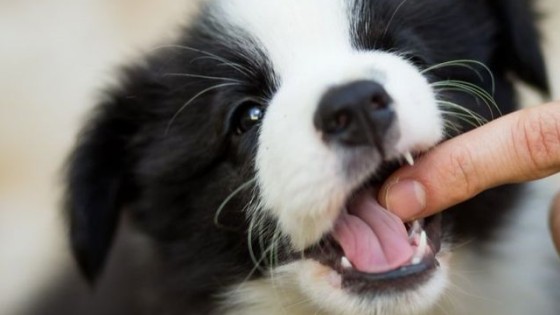 Puppy Biting Training in Keighley | Why Puppies Bite & How to Stop It Kindly