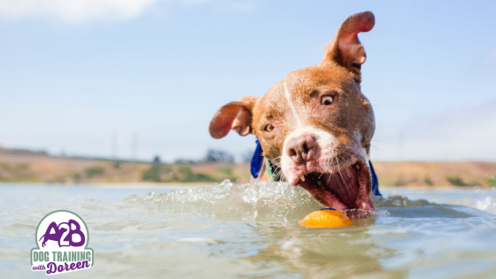 Water is fun for your dog. Or is it ?