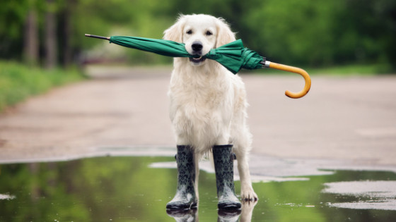 My Dog Hates Rain , Dark Nights and winter weather !!! 
