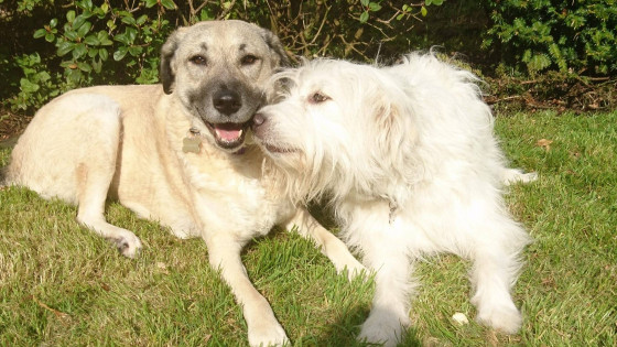 Why did I adopt an adult Romanian Rescue and not a puppy ?