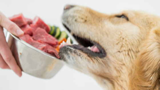 Why yummy food may not be the answer for your Romanian/overseas rescue.