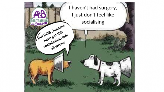 YOU MUST SOCIALISE YOUR PUPPY 