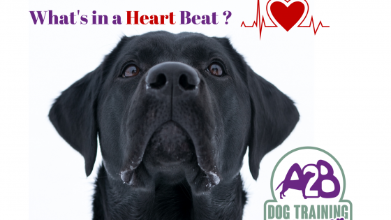 What makes your dogs Heart Beat Faster 