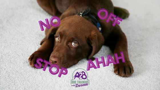 How to stop your dog or puppy's "BAD BEHAVIOUR" 