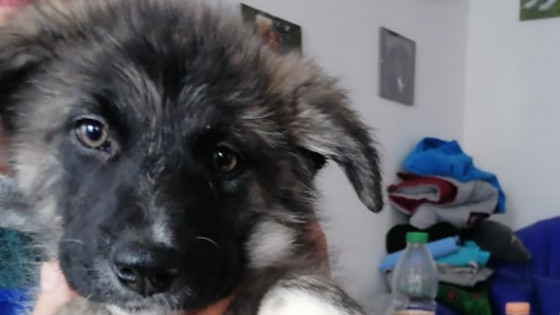 Romanian Rescue Puppies are Different.  