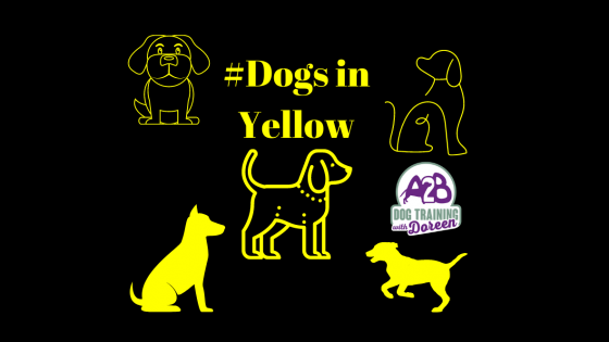 5 Tips to help your anxious nervous reactive dog  #dogs in Yellow 