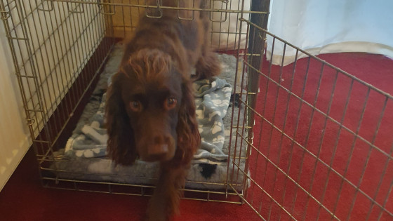 Welcoming a New Member to The Canine Hub Family: Preparing for Our New Puppy!