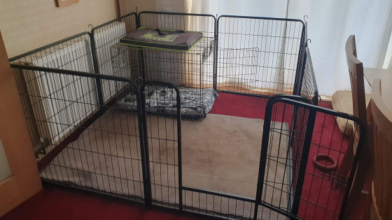 Welcoming Drift: Preparing for Our New Puppy’s Arrival at The Canine Hub! 🐾