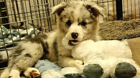 Welcoming Drift: The Beginning of a New Journey at The Canine Hub