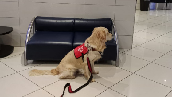 The number of fake emotional support dogs is exploding 