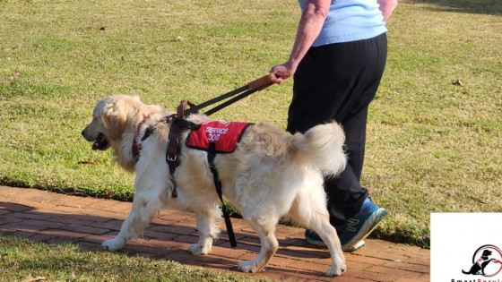 Therapy Dog Vs Emotional Support Dogs vs Service Dogs