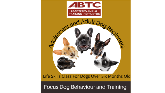 Is it too late to train your adolescent dog or adult dog?