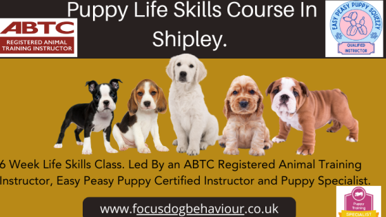 Top 5 Puppy Training Mistakes to Avoid