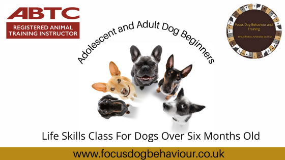 Inside Your Teenage Dog's Mind: Understanding and Managing the 'Not Listening' Phase