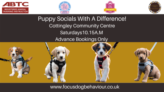 Is your puppy learning the right lessons about the world? Three biggest socialisation mistakes.