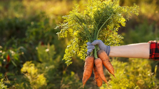 10 ways with carrots