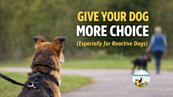 How Giving Your Dog Choice Builds Confidence (Especially for Reactive or Shy Dogs)