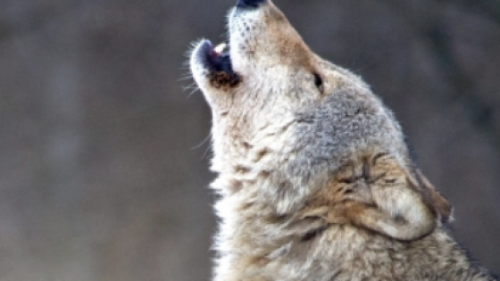 can you trust without a shadow of a doubt that YOU are ENOUGH?