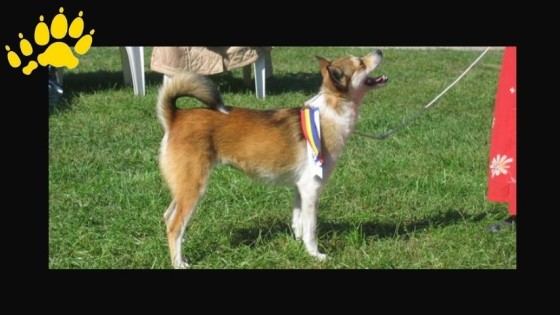Sind Hundeausstellungen Tierquälerei?