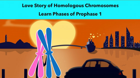 Prophase 1